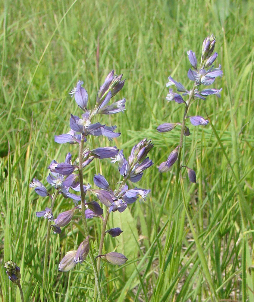 Изображение особи Polygala comosa.