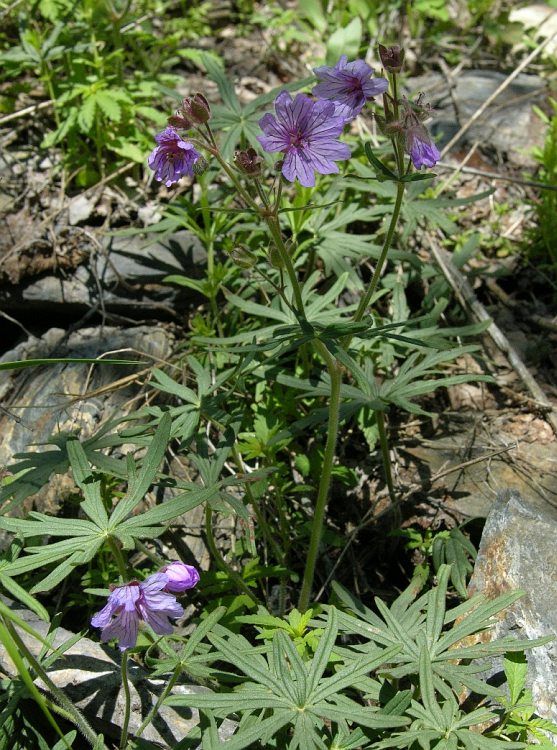 Image of Geranium transversale specimen.