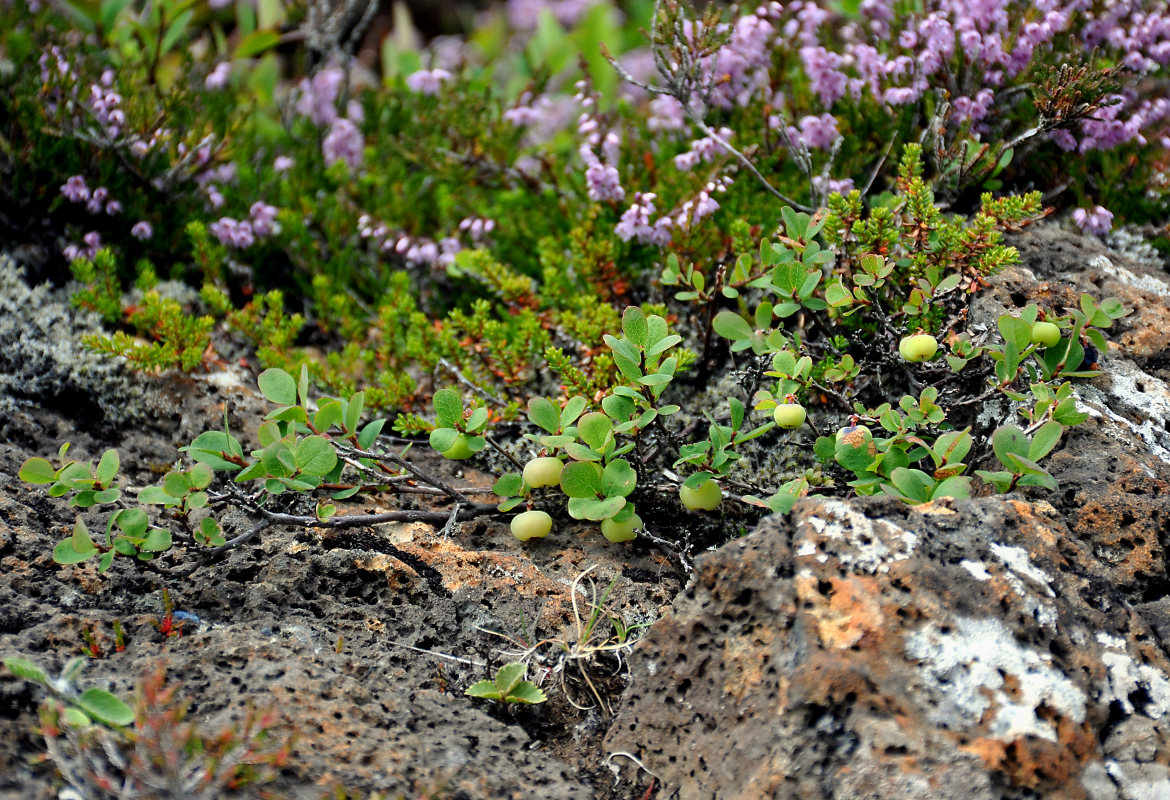 Image of Vaccinium uliginosum specimen.