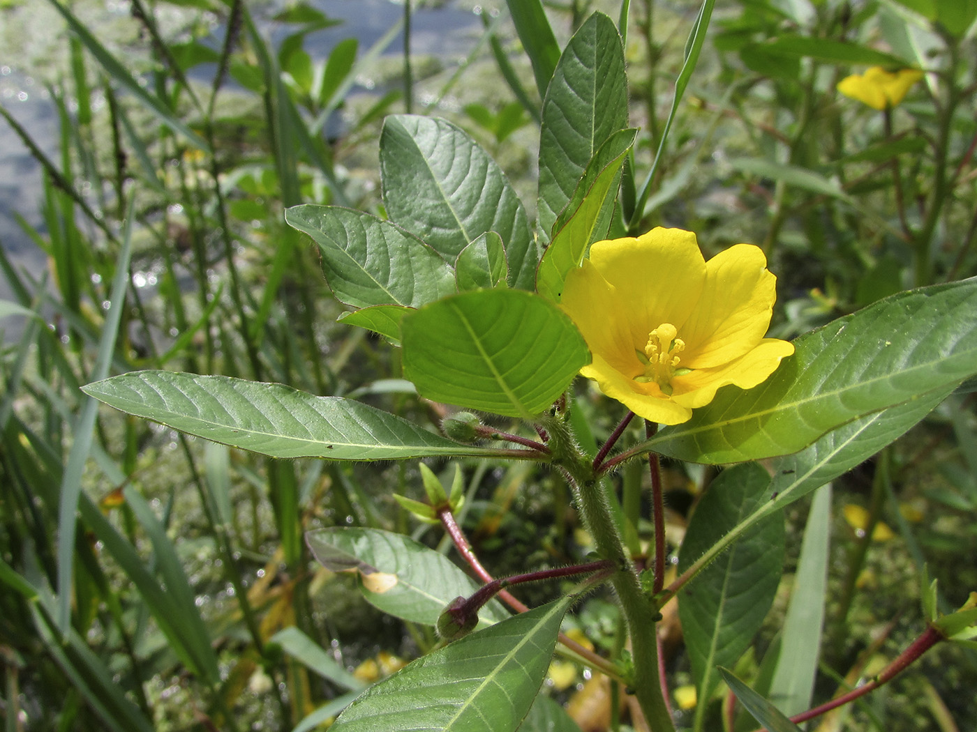 Изображение особи Ludwigia peploides.