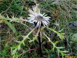 Carlina acaulis