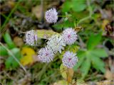 Astrantia major