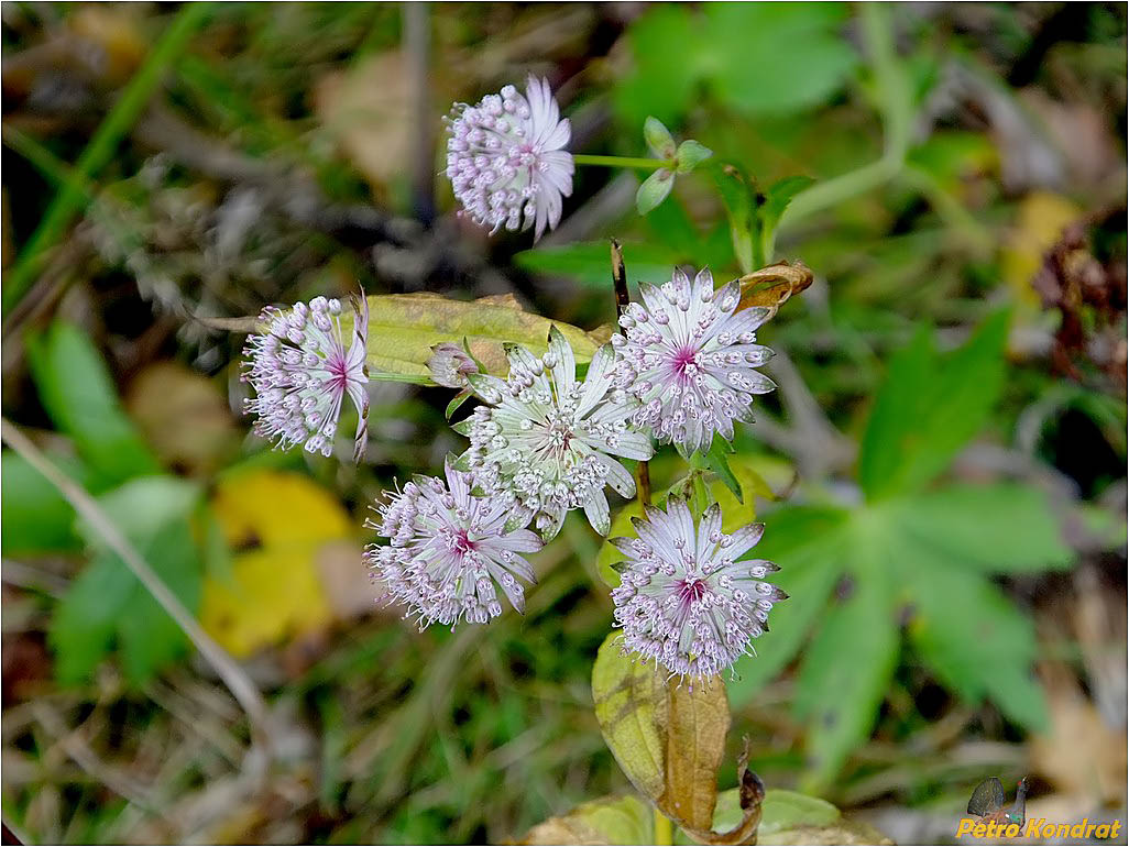 Image of Astrantia major specimen.