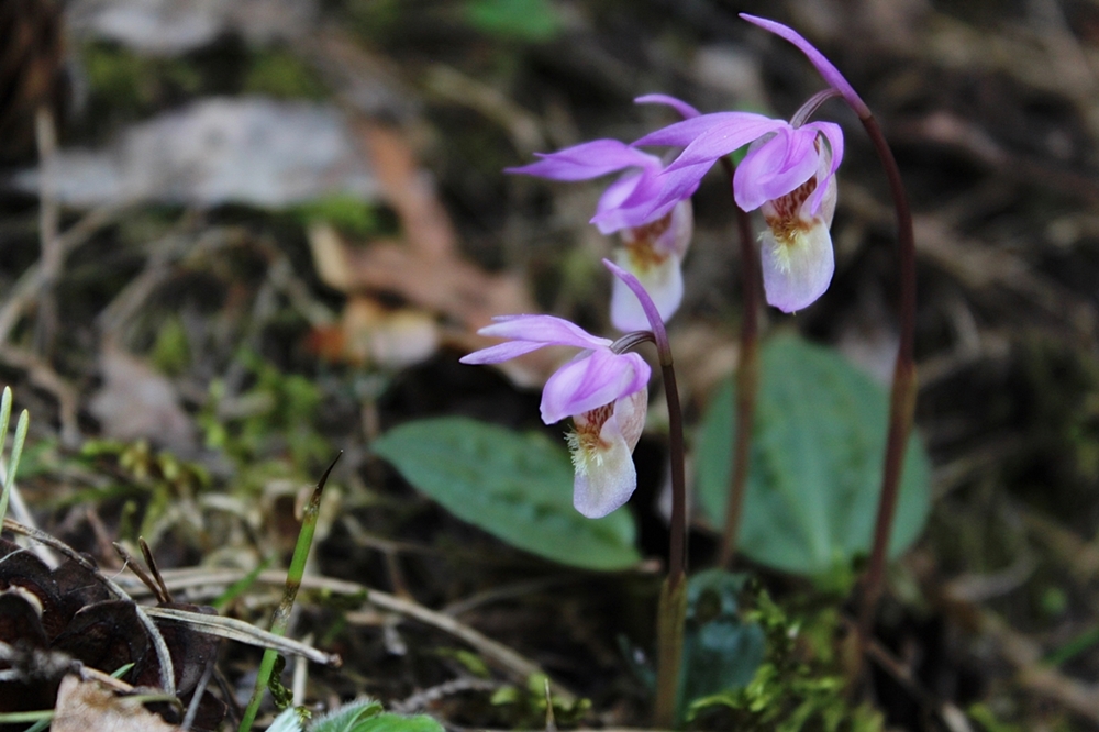 Изображение особи Calypso bulbosa.