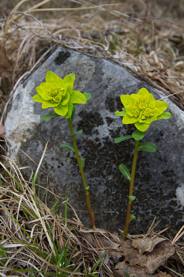 Изображение особи Euphorbia altaica.