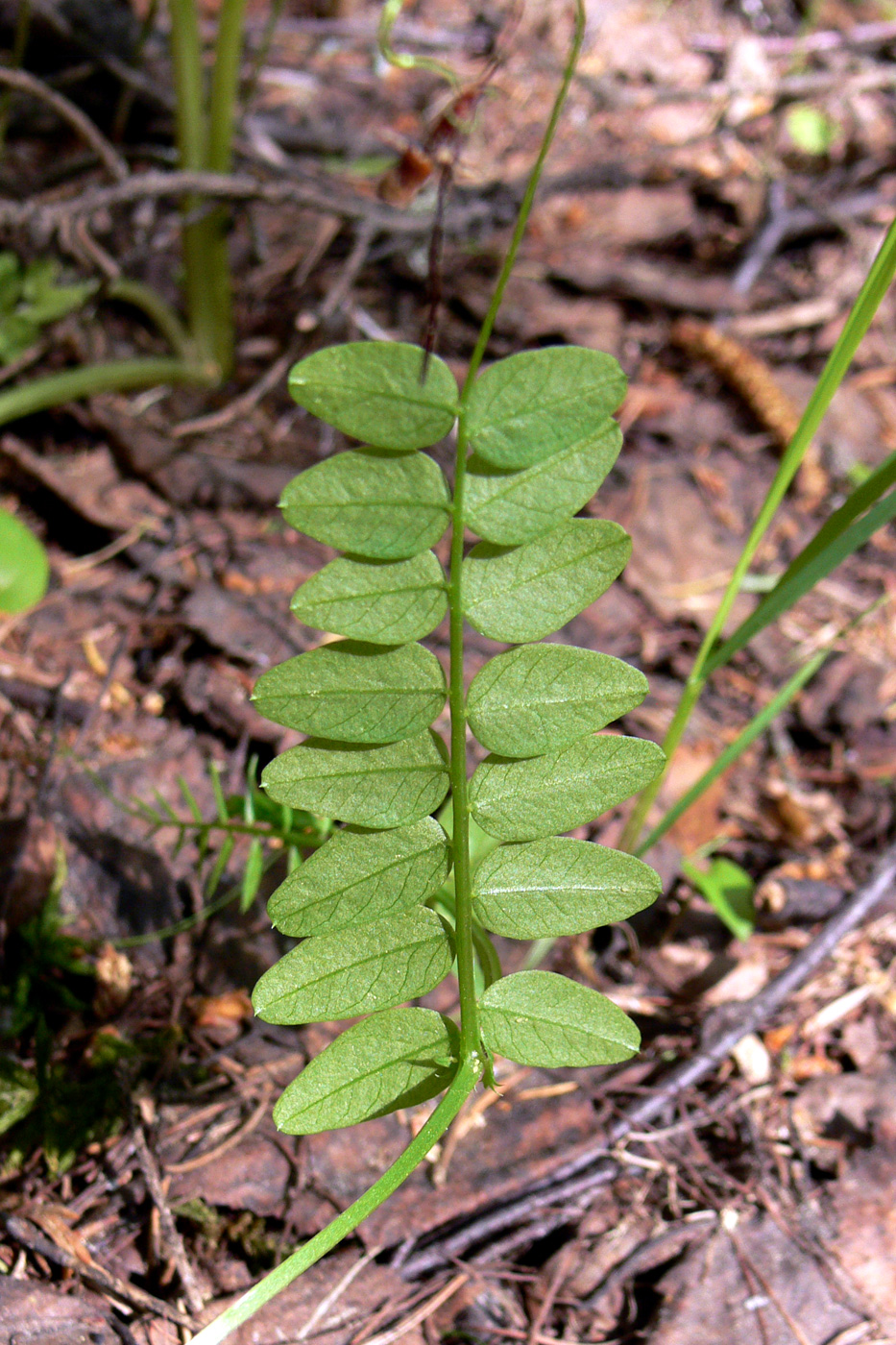 Image of Vicia sylvatica specimen.