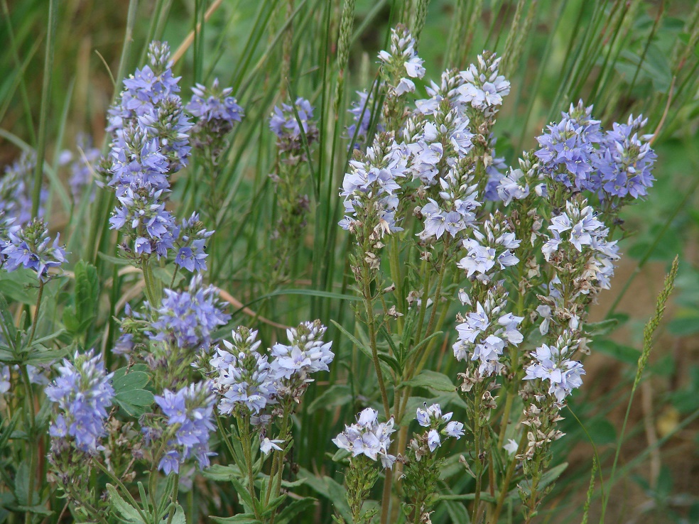 Image of Veronica prostrata specimen.