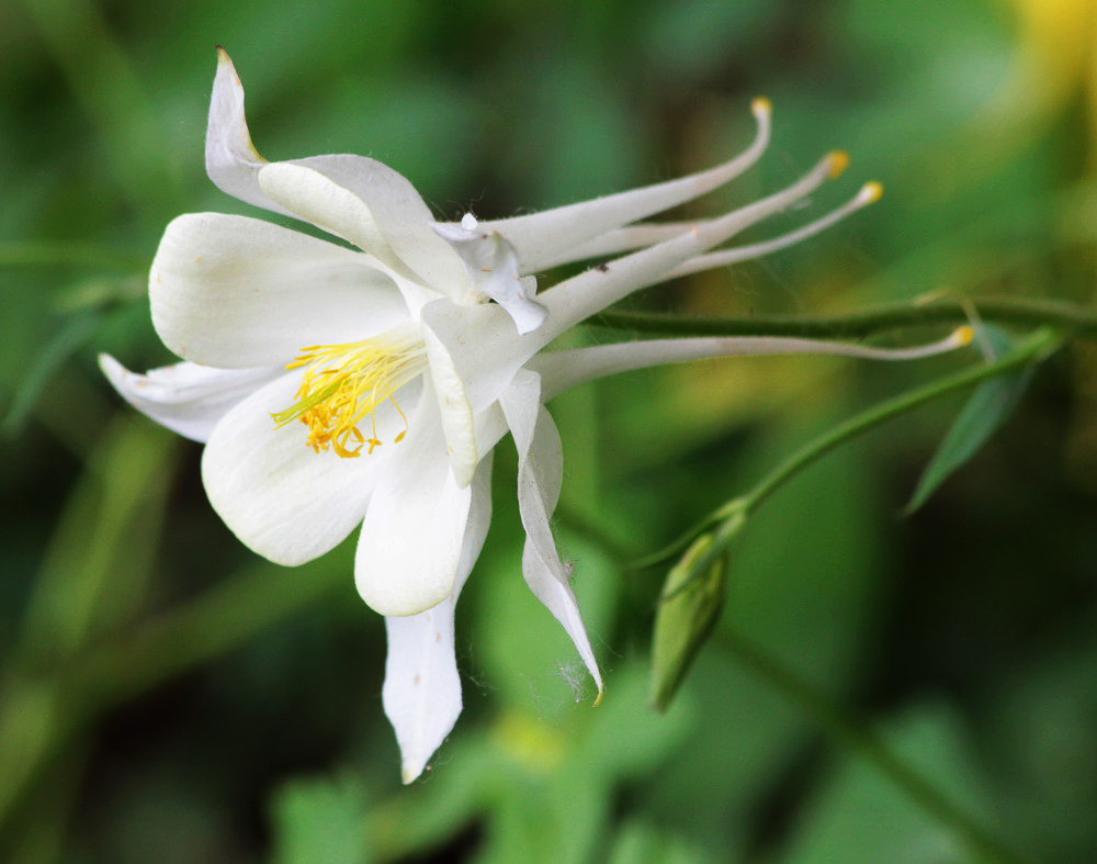 Изображение особи Aquilegia coerulea.