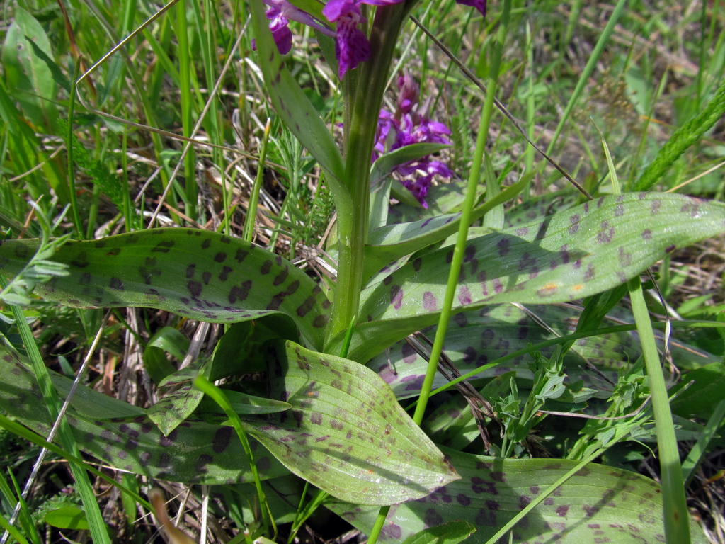 Image of Dactylorhiza majalis specimen.