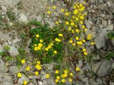 Potentilla rupifraga