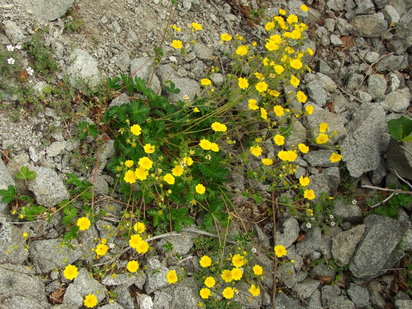 Image of Potentilla rupifraga specimen.