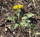 genus Taraxacum. Цветущее растение. Иркутская обл., Иркутский р-н, окр. дер. Жердовка, склон холма. 14.05.2016.