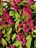 Celosia argentea. Верхушки цветущих растений. Восточный Казахстан, г. Усть-Каменогорск, парк Жастар, в культуре. 03.09.2016.