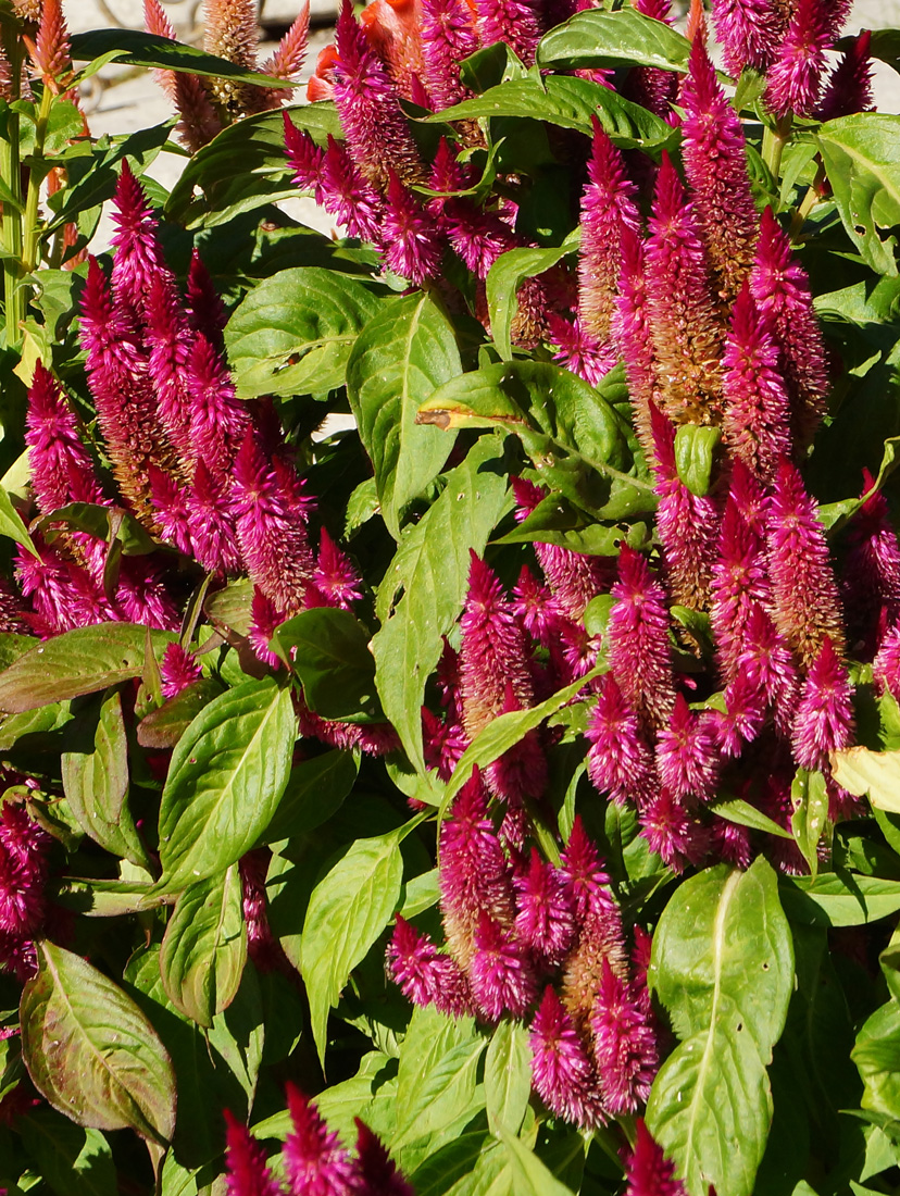 Image of Celosia argentea specimen.