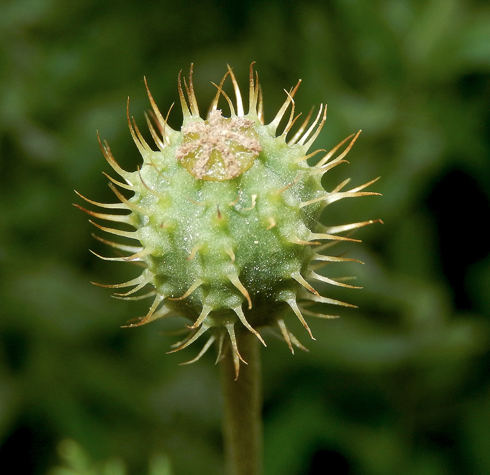 Image of Papaver hybridum specimen.