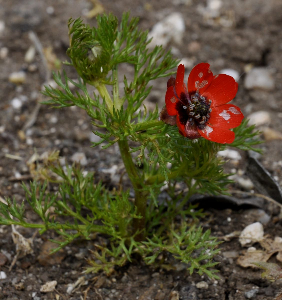 Image of genus Adonis specimen.