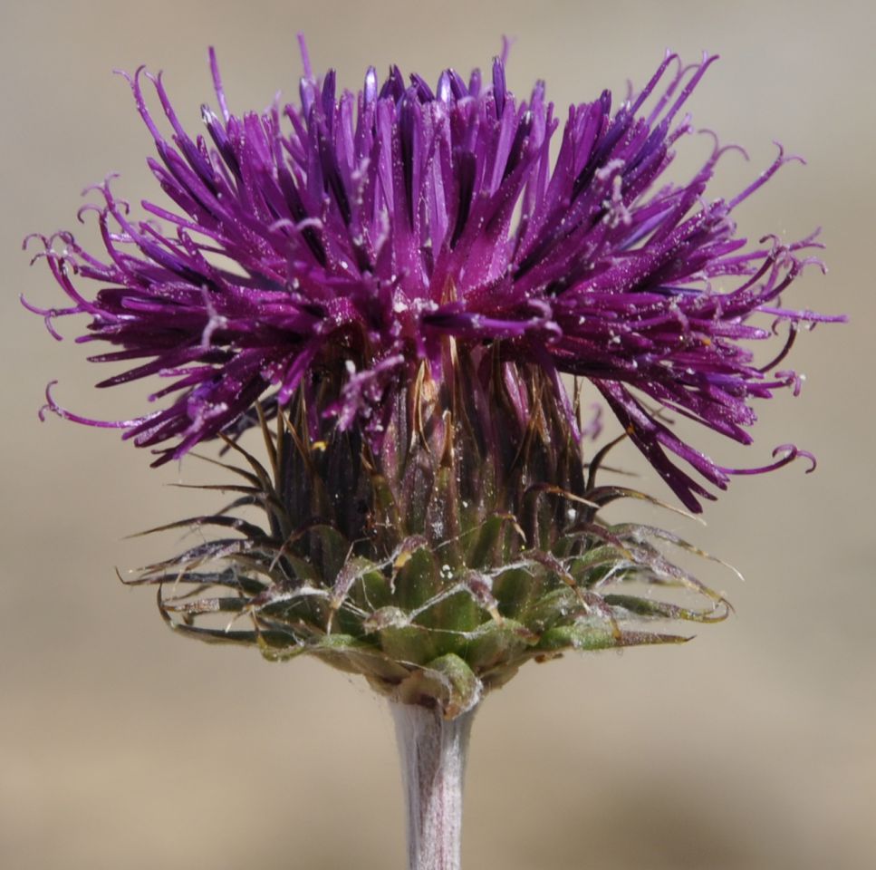 Image of Jurinea mollis specimen.