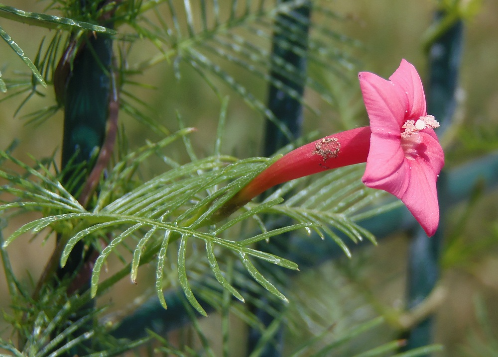 Image of Ipomoea quamoclit specimen.