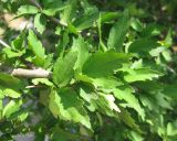 Hibiscus syriacus