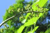 Aralia continentalis. Бутонизирующее соцветие. Приморский край, Уссурийский городской округ, окр. с. Горно-Таёжное, Дендрарий ГТС им. Комарова. 06.07.2016.