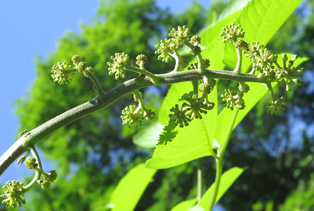 Изображение особи Aralia continentalis.