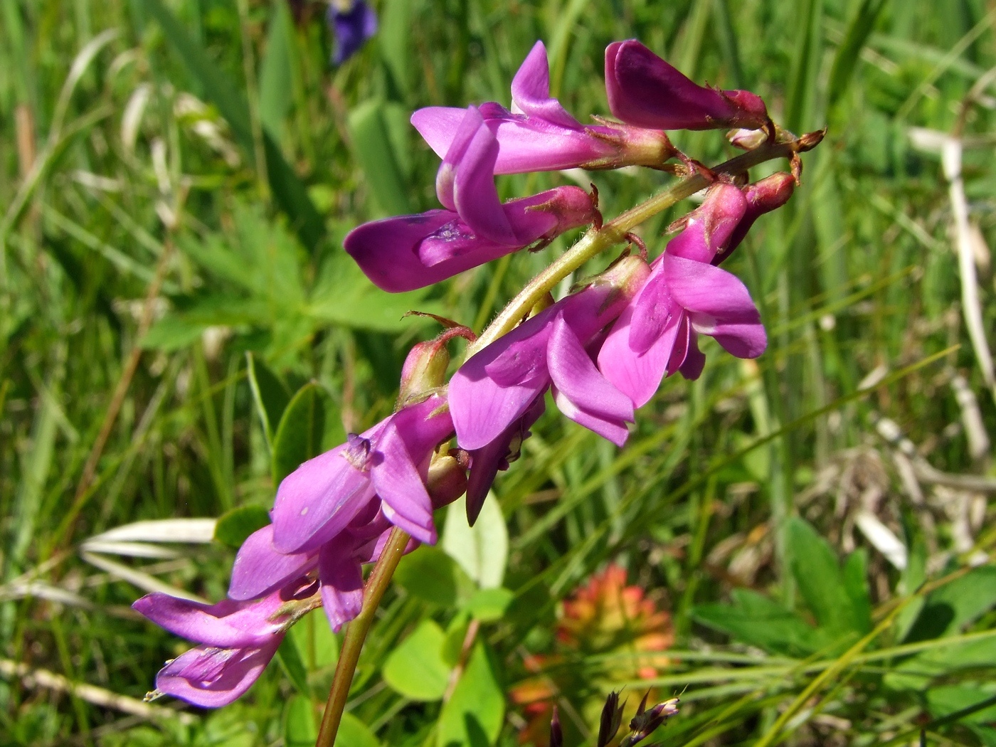 Изображение особи Hedysarum hedysaroides.