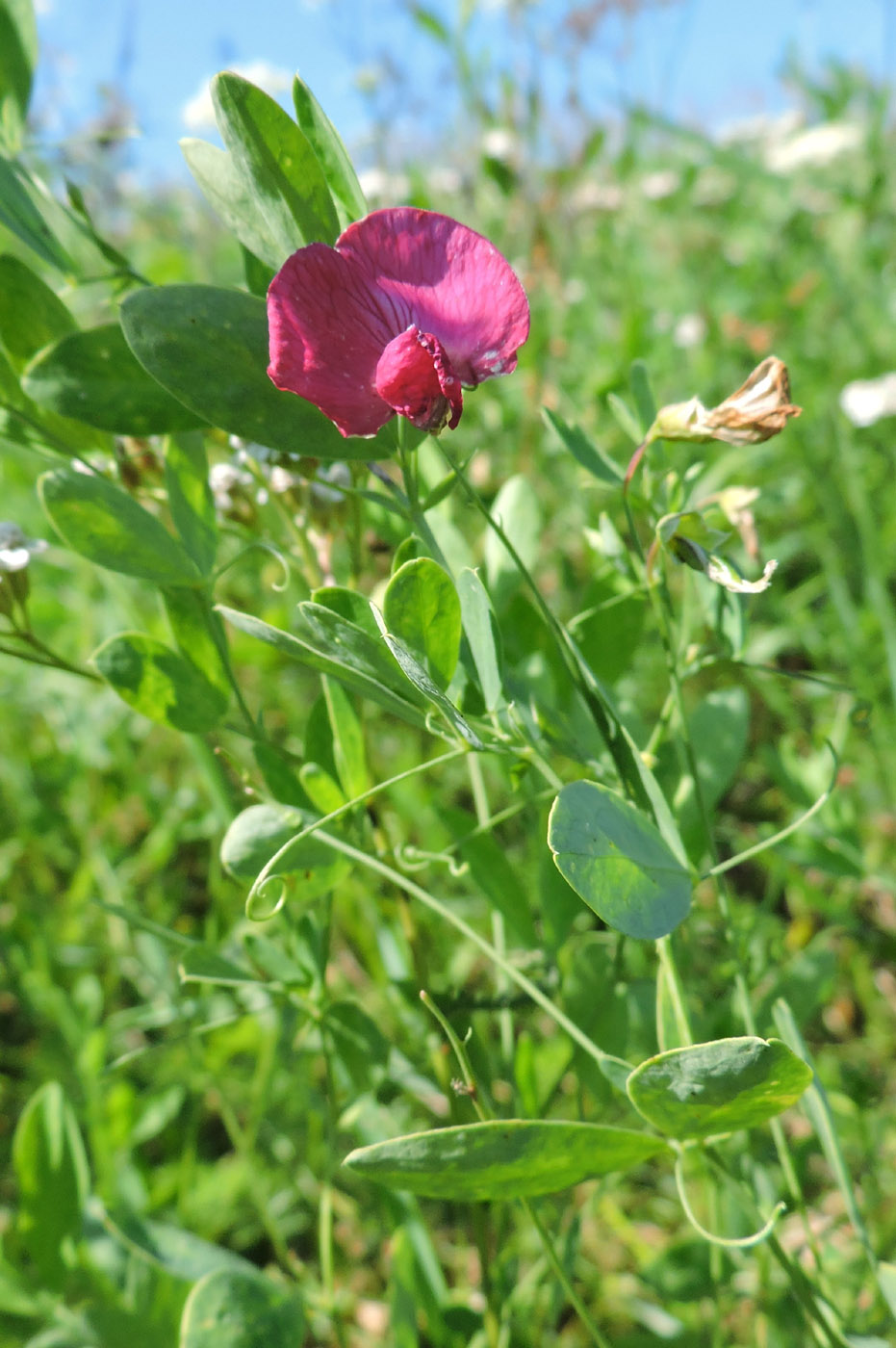 Image of Lathyrus tuberosus specimen.