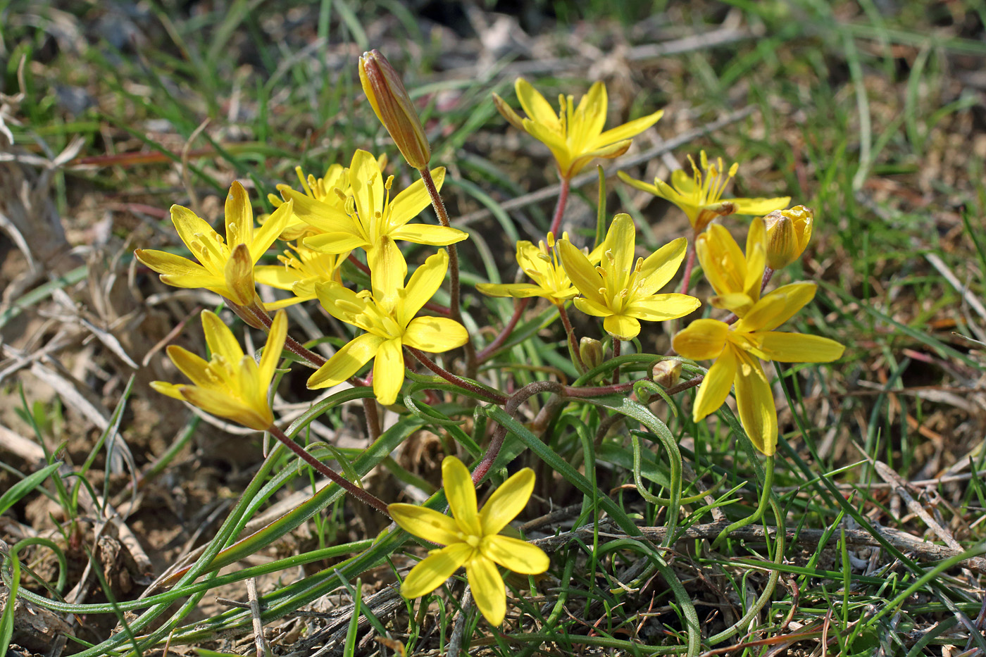 Image of Gagea olgae specimen.