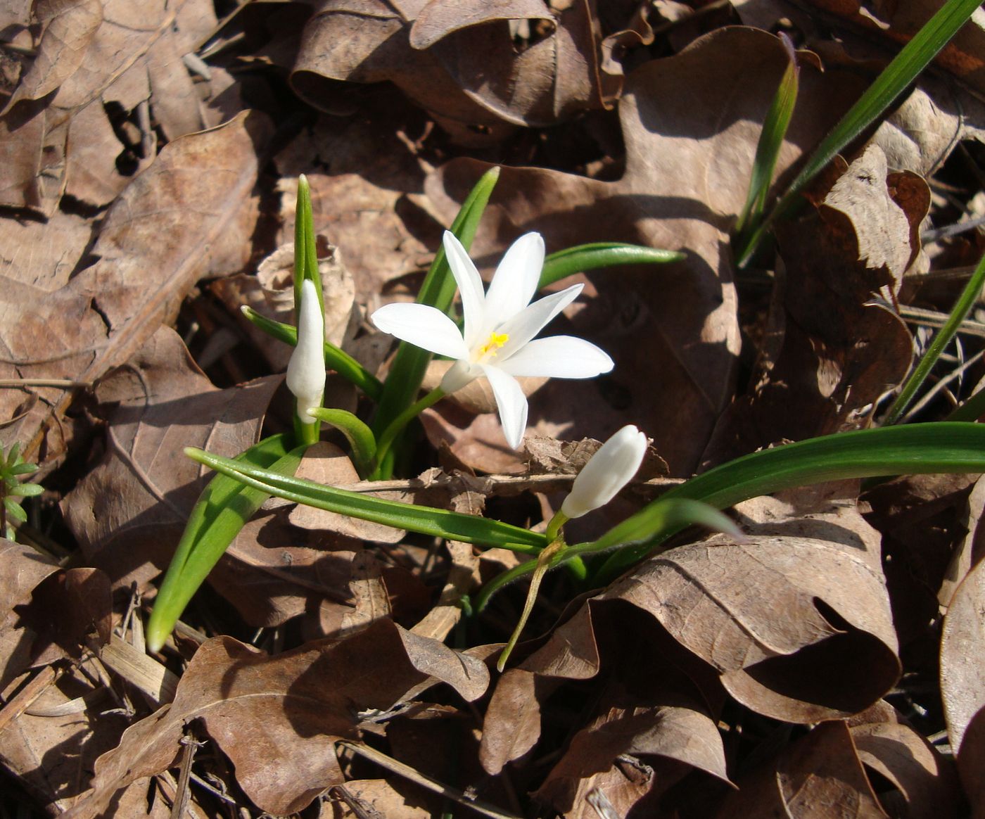 Изображение особи Chionodoxa luciliae f. alba.