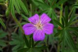 Geranium sanguineum