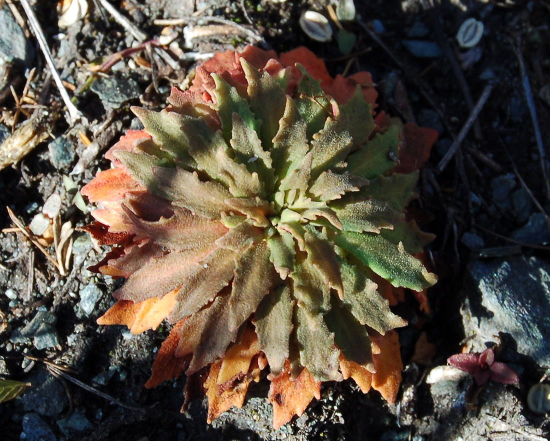 Image of Androsace septentrionalis specimen.