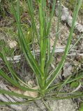 Scorzonera stricta. Нижняя часть растения. Краснодарский край, м/о город-курорт Геленджик, окр. пос. Светлый, щель Церковная, можжевелово-дубовое редколесье на юго-восточном склоне к водохранилищу. 6 мая 2017 г.