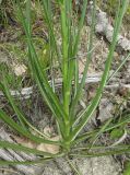 Scorzonera stricta