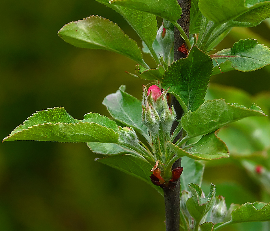 Изображение особи Malus domestica.