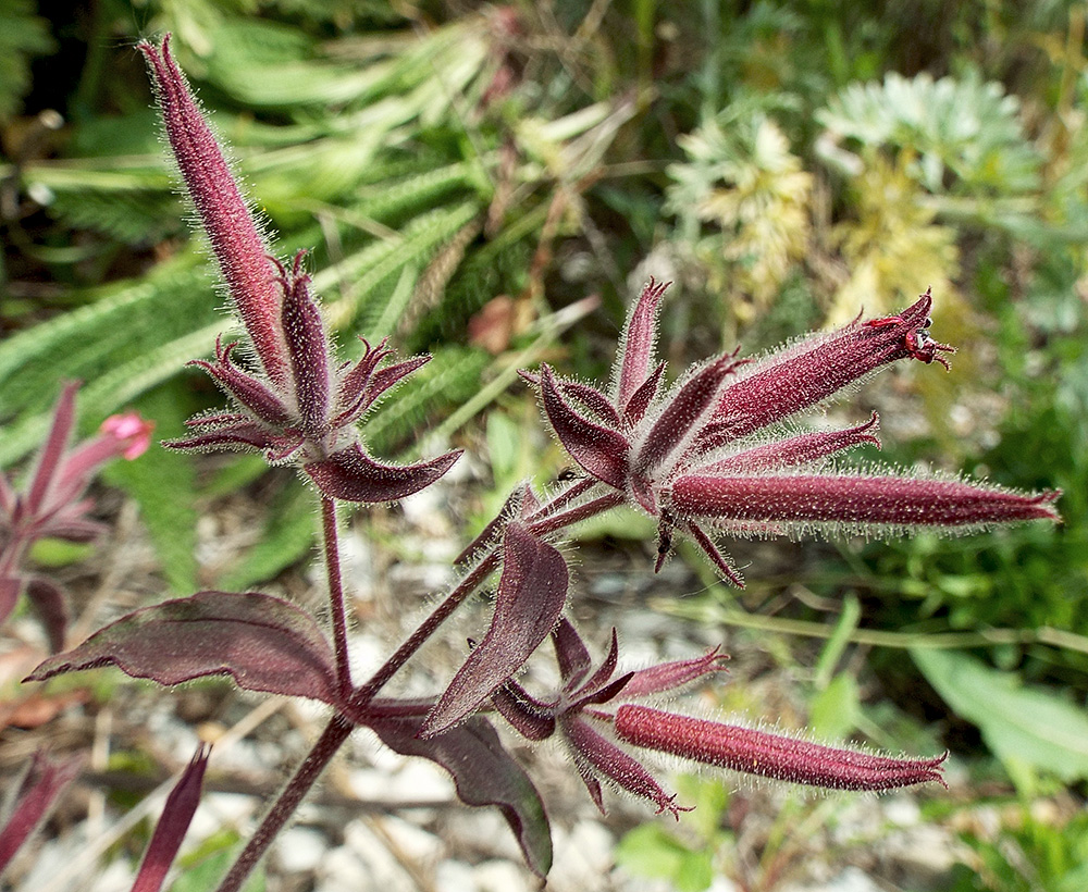 Image of Saponaria glutinosa specimen.