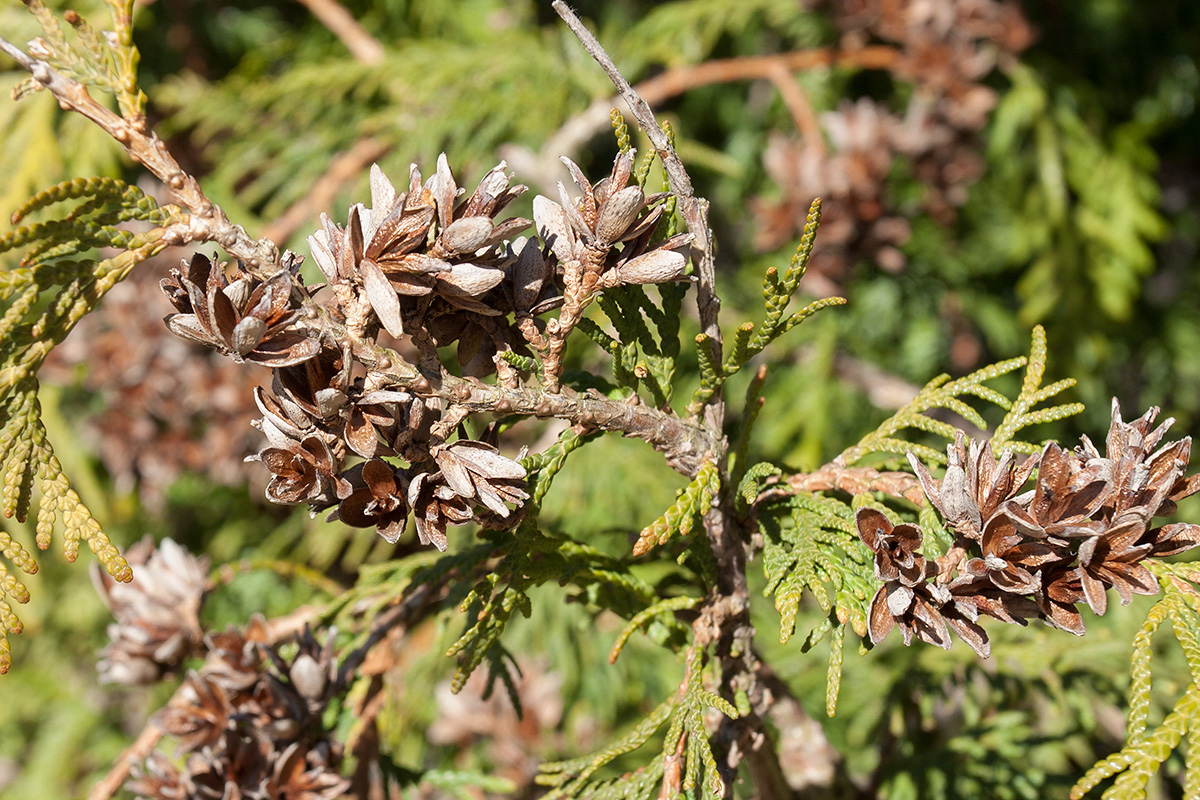 Изображение особи Thuja occidentalis.