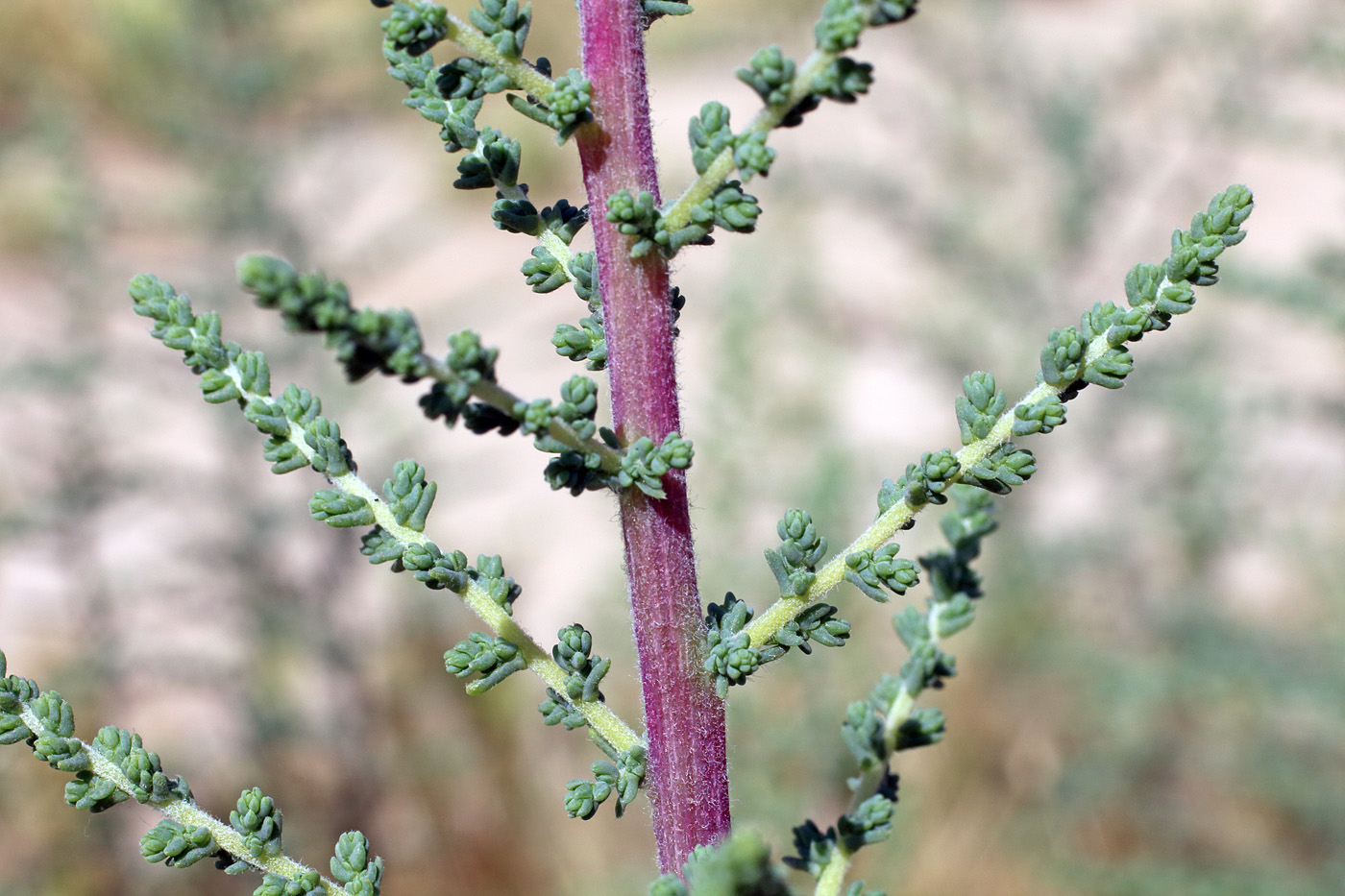 Изображение особи Salsola dendroides.