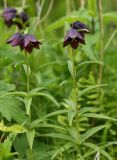 Fritillaria camschatcensis