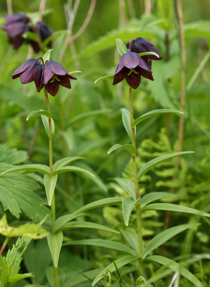 Изображение особи Fritillaria camschatcensis.