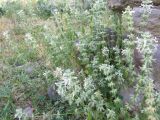 Stachys pubescens