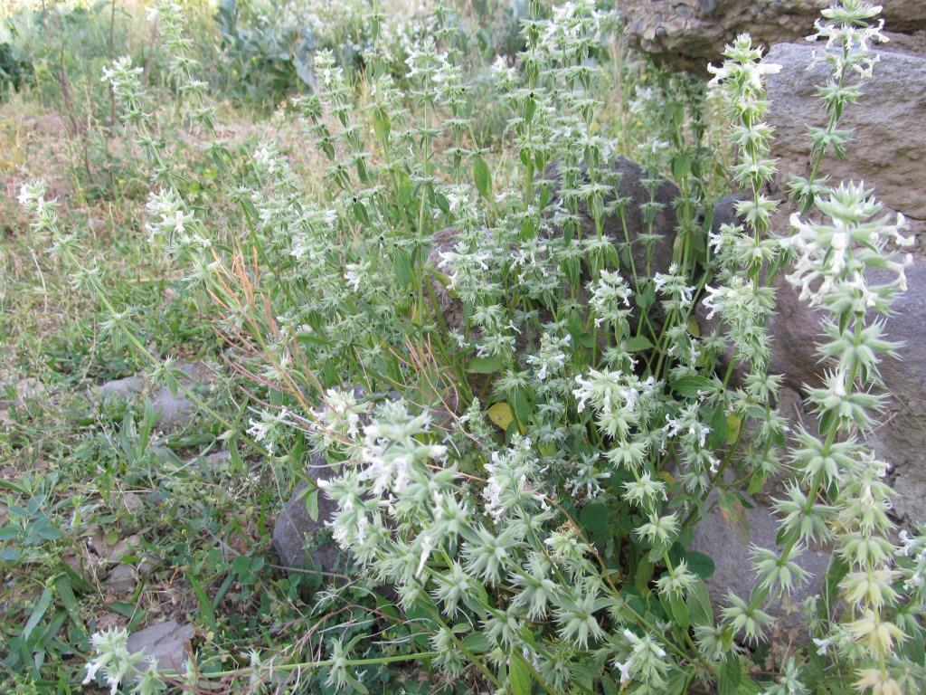 Image of Stachys pubescens specimen.