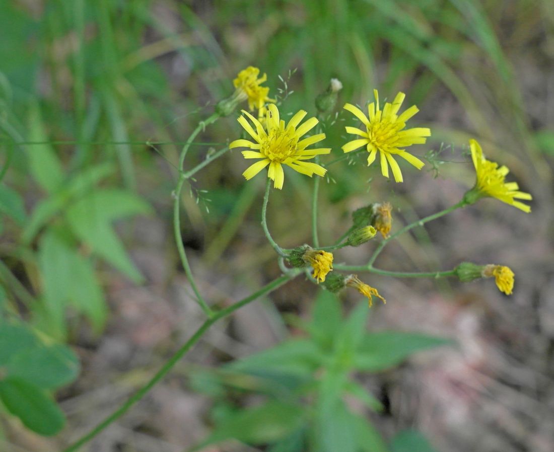 Изображение особи Hieracium gentile.