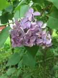 Syringa vulgaris