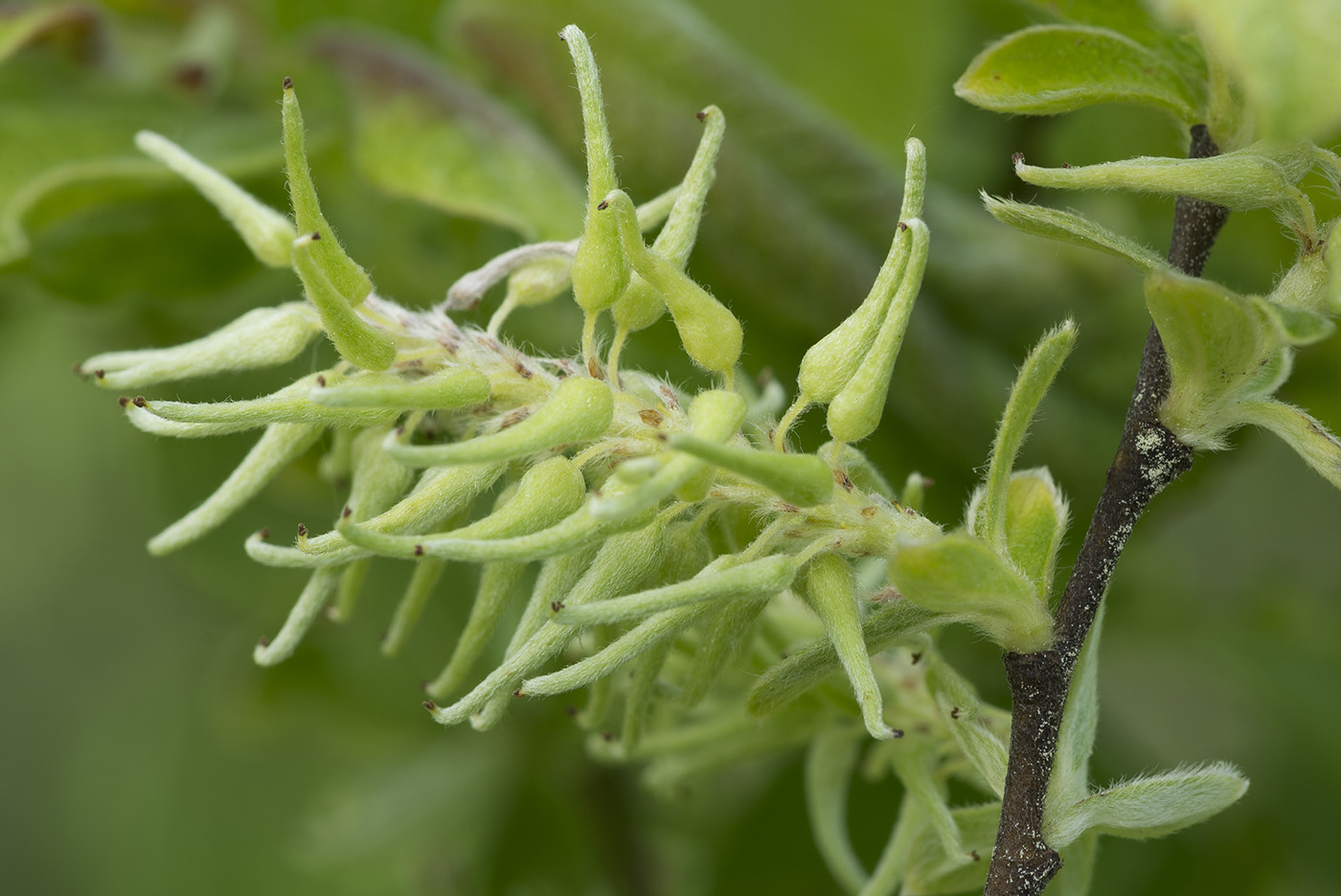 Изображение особи Salix aurita.