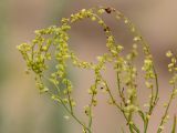 Rumex acetosella. Часть соцветия. Ростовская обл,, Шолоховский р-н, окр. станицы Вёшенская, песчаный массив. 25.06.2017.