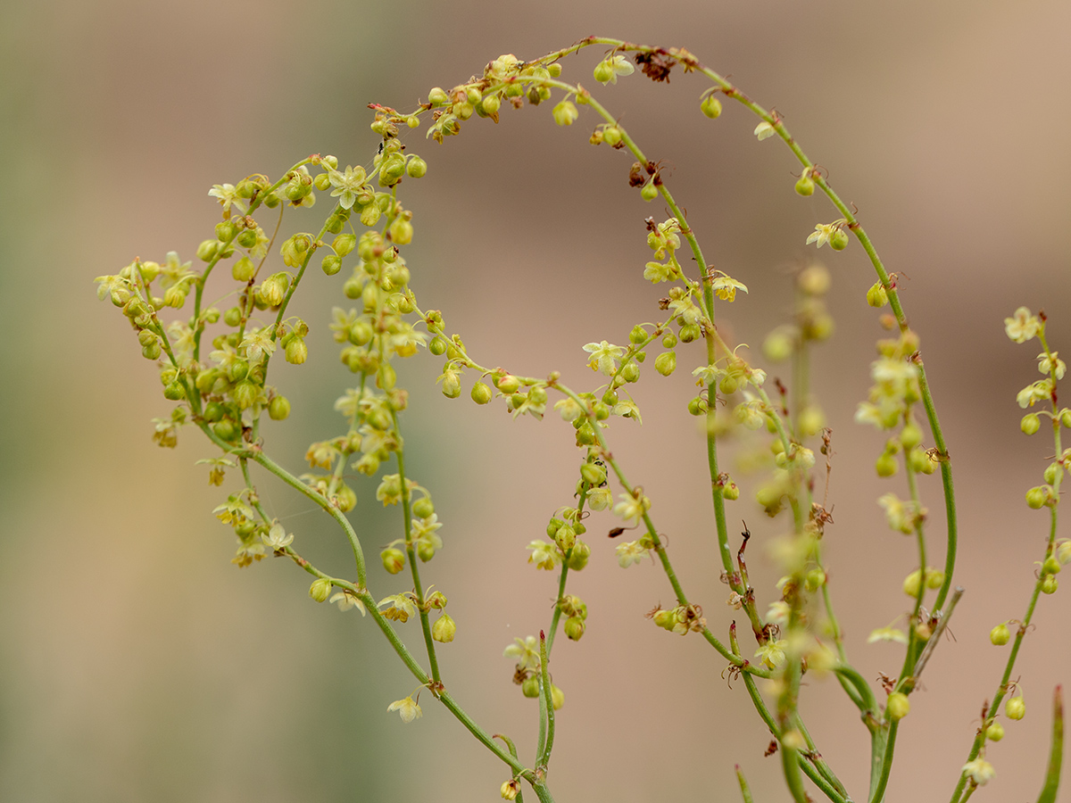 Изображение особи Rumex acetosella.