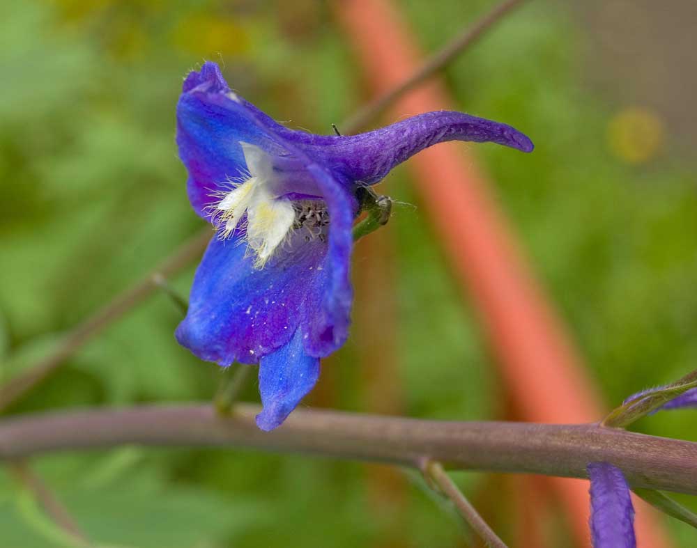 Image of Delphinium &times; phoeniceum specimen.