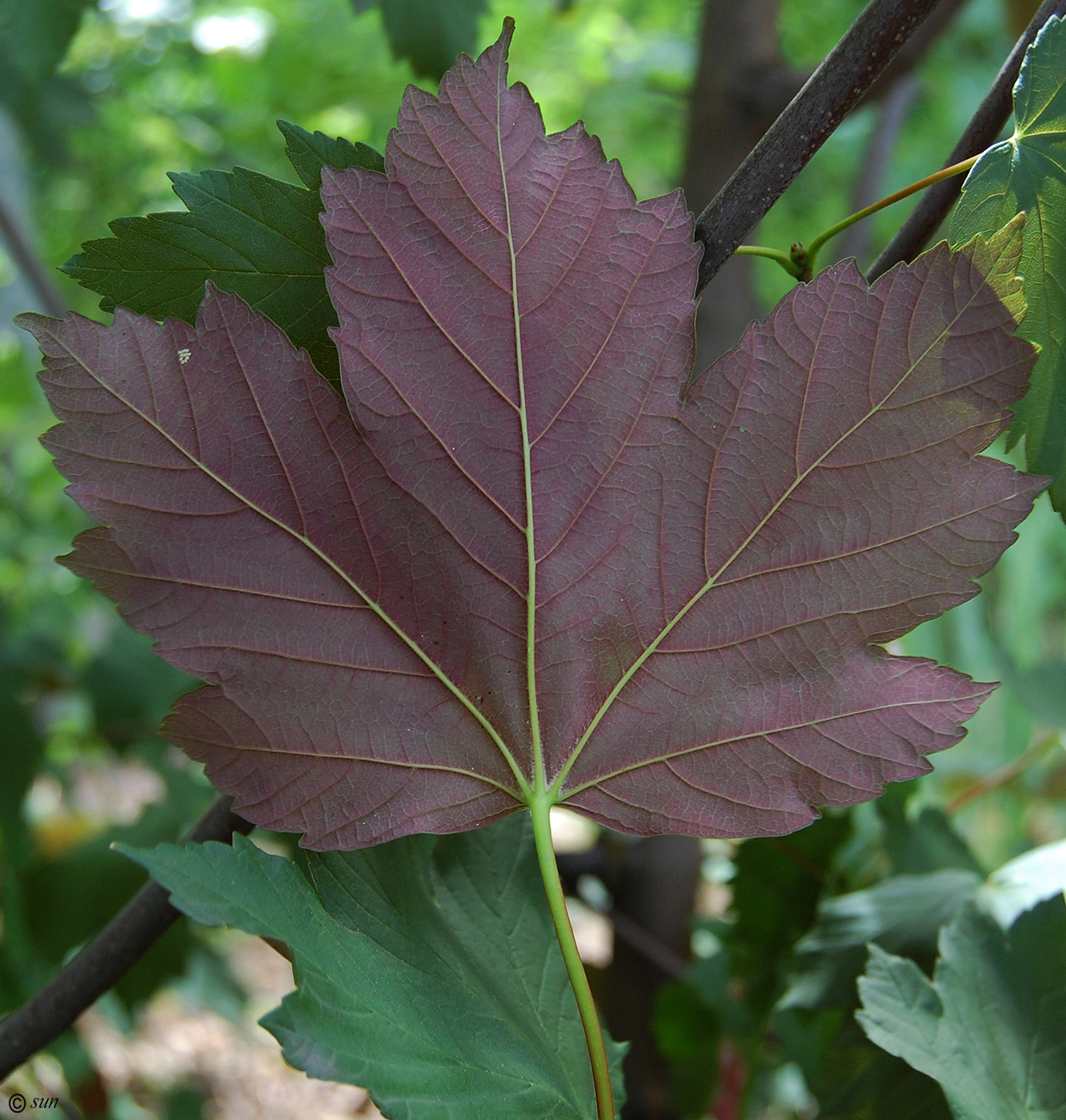 Изображение особи Acer pseudoplatanus.