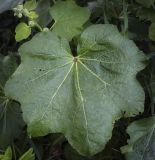 Alcea rosea