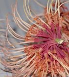 Hakea multilineata